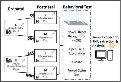 Prenatal and postnatal methamphetamine exposure alters prefrontal cortical gene expression and behavior in mice